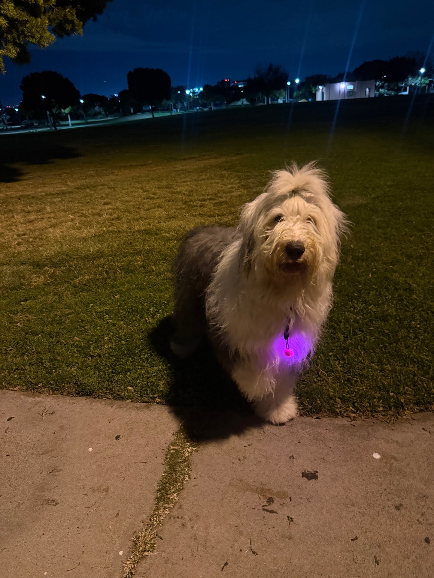 Boru's Collar Light