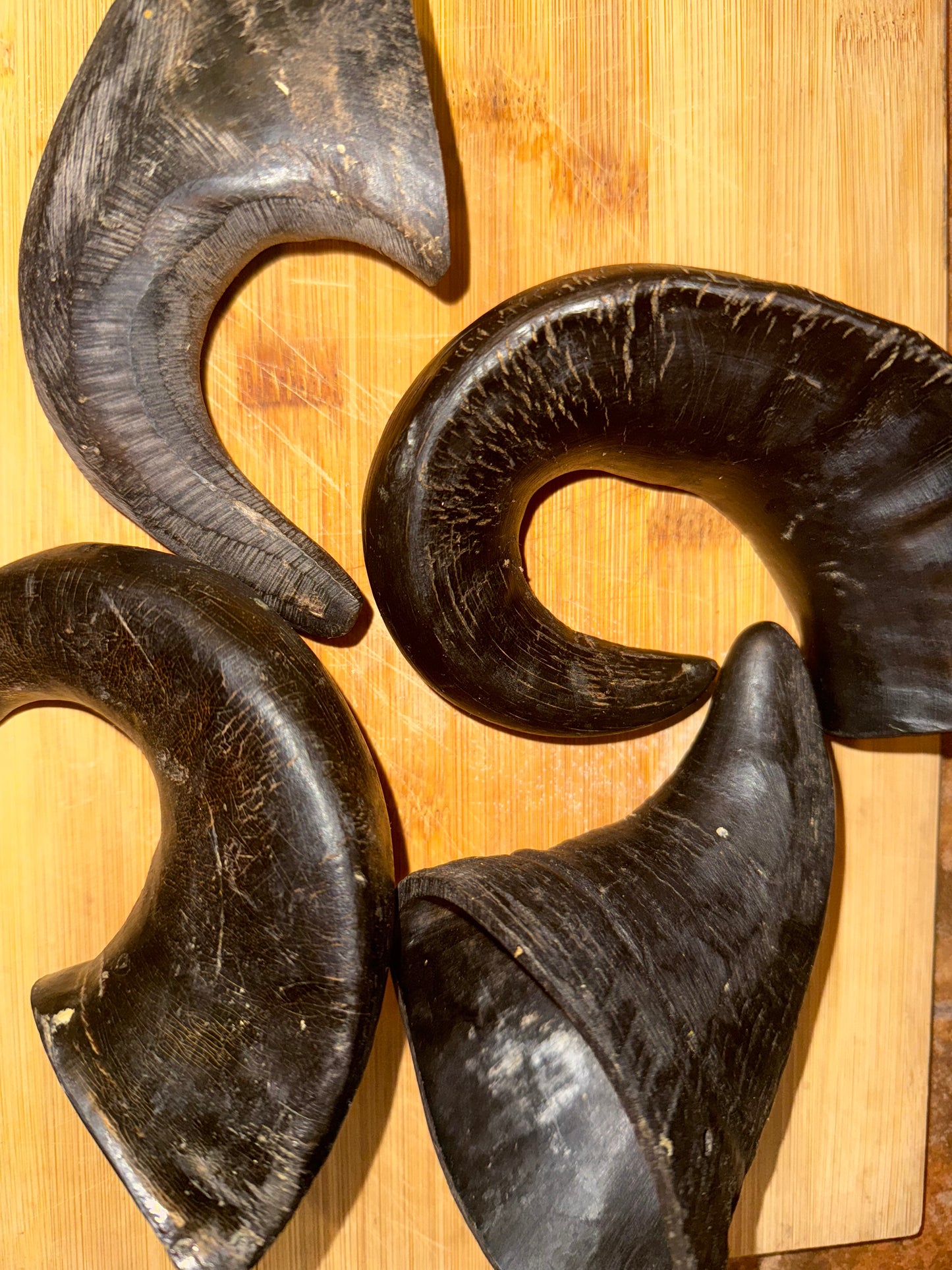 Buffalo Horn