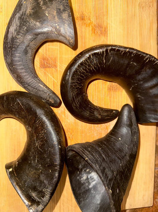 Buffalo Horn
